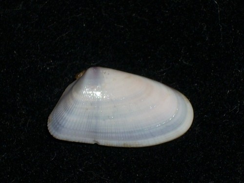 Donax variabilis special - variabilis,