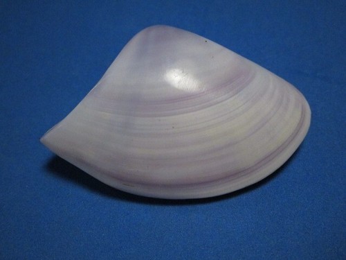 Donax scrotum linneo 1758 - scrotum, linneo,