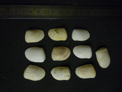 044 donax retusa lot - 044.04,