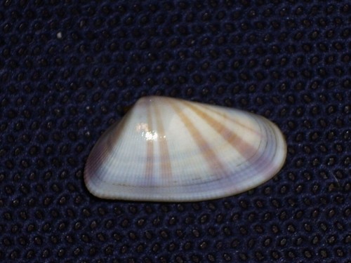 Donax variabilis unique - variabilis,