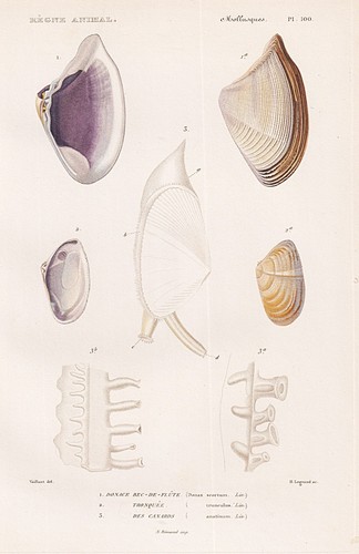 Donax scortum shells