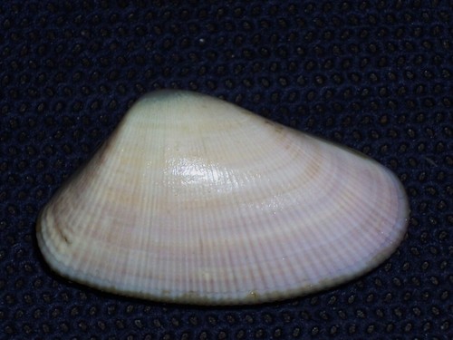 Donax striatus awesome - donax,