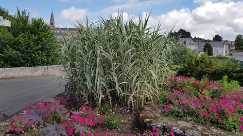 Arundo donax variegata - donax, 'variegata'