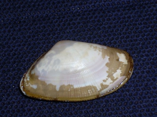Donax vittatus awesome - vittatus,