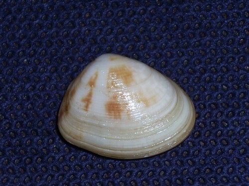 Donax cuneatus unique pattern - donax,