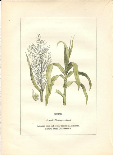 Stampa antica piante - antica,