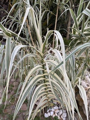 Arundo donax variegato - donax,