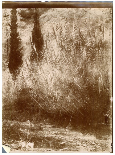 Francia arundo donax la - francia,,