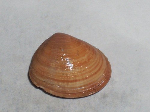 Donax cuneatus special - cuneatus,