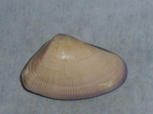 Donax obesulus wonderful - donax,