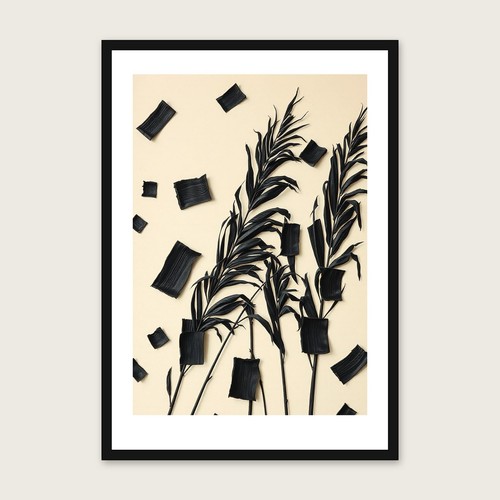 Arundo donax botanical - donax, wall