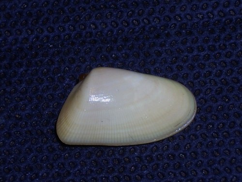 Donax variabilis special - donax,