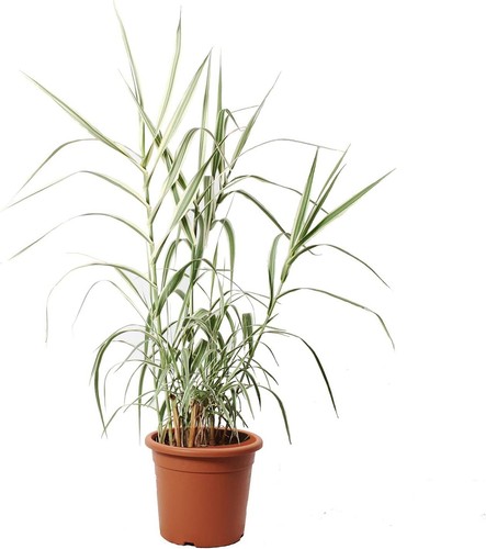 Arundo donax variegato canna - arundo,