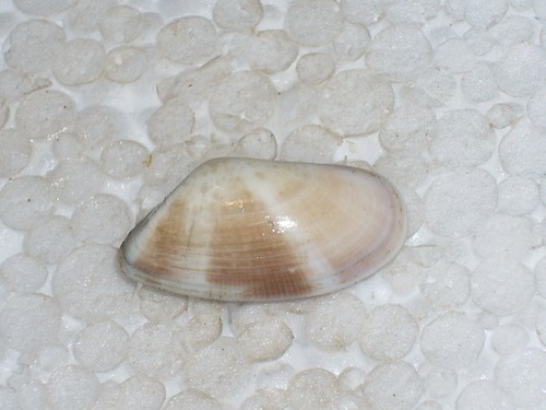 Donax venustus uncommon - donax,