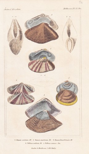 Donax conchiglie sea shells