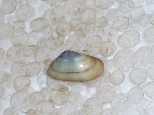 Donax semistriatus special - donax,
