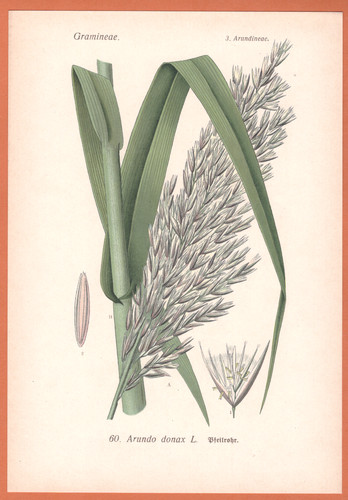 Tubo palo arundo - di,