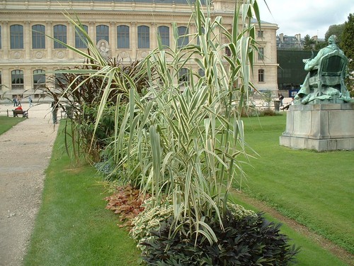 Arundo donax variegata - donax,