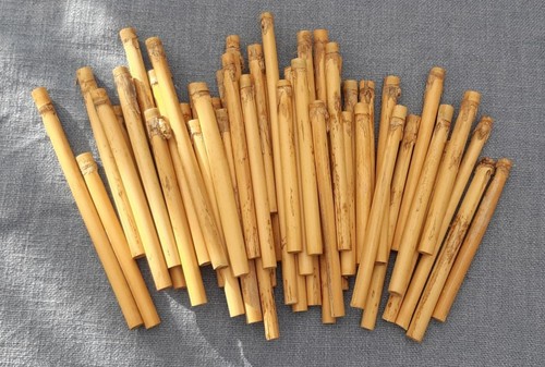 Arundo donax canna tubolare - donax,