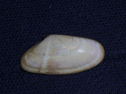 Donax variegatus uncommon - variegatus,