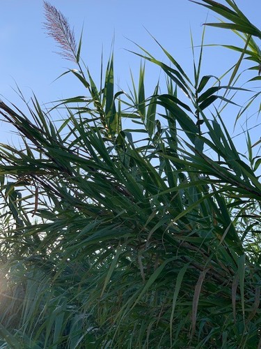 Rizomi bulbi canna - bulbi, di