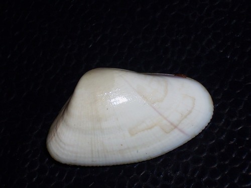 Donax striatus unique banded - unique,