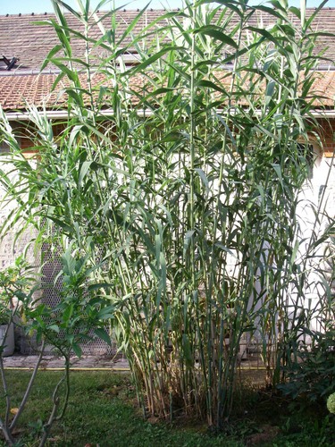 Arundo donax canne - arundo,