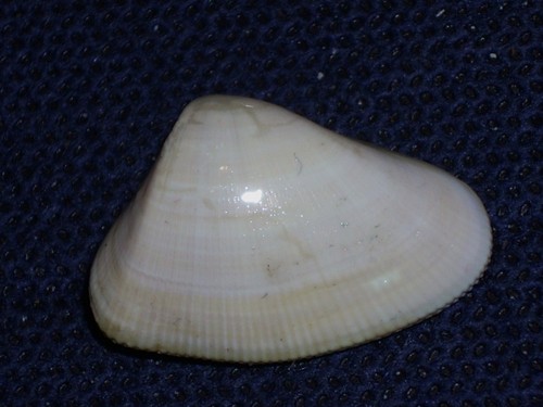 Donax peruvianus awesome - donax,