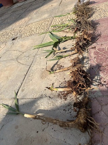 Bambù totale arundo - ,,