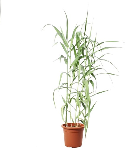 Arundo donax canna domestica - -,