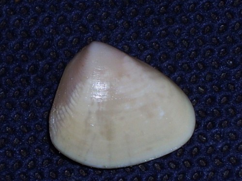 Donax cuneatus albino - donax,