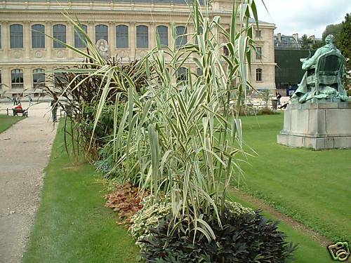 Arundo donax variegata - arundo, variegata,