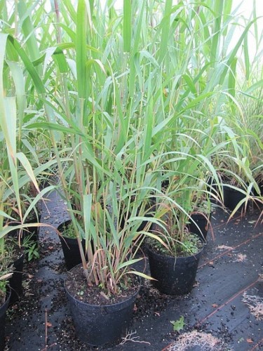Arundo donax canna gigante - canna,