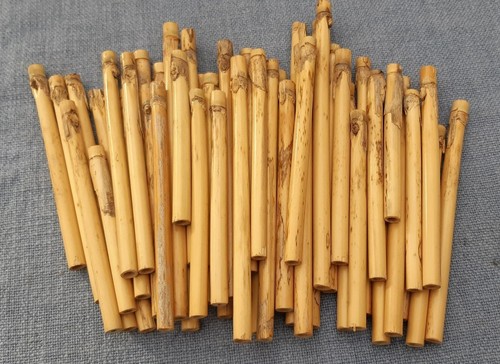 Arundo donax canna tubolare - arundo,