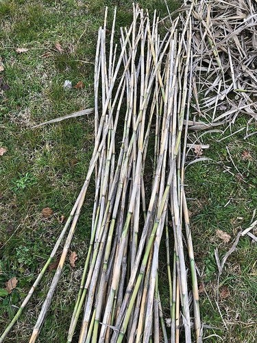 Arundo donax fasci 25 - donax,