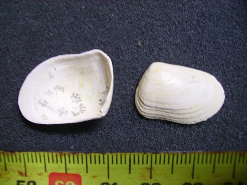 044 donax retusa - -,
