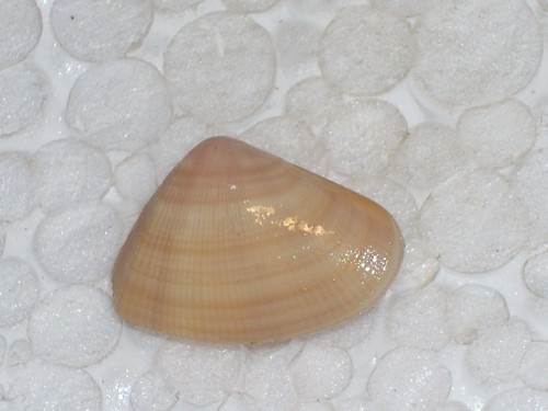 Donax hanleyanus amazing - hanleyanus,