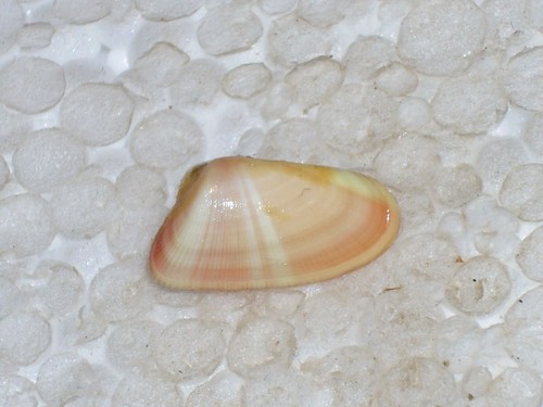 Donax variabilis special - donax, pink