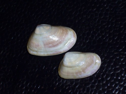 Donax trunculus special - donax,