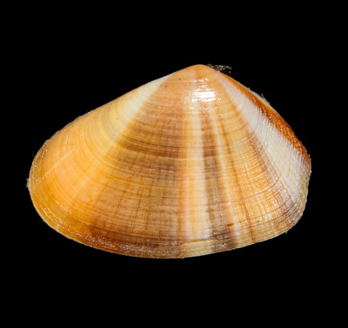 Conchiglia 137 donax - donax, faba