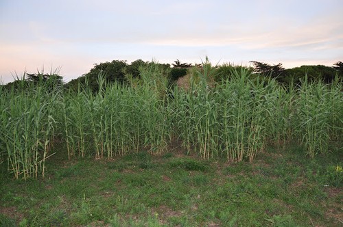 Pianta arundo donax canna