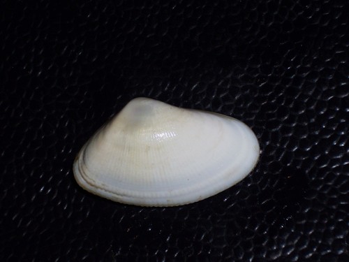 Donax striatus awesome - donax,