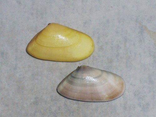 Donax semistriatus awesome set - donax,