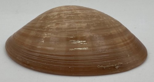 Conchiglia collezione donax - conchiglia,