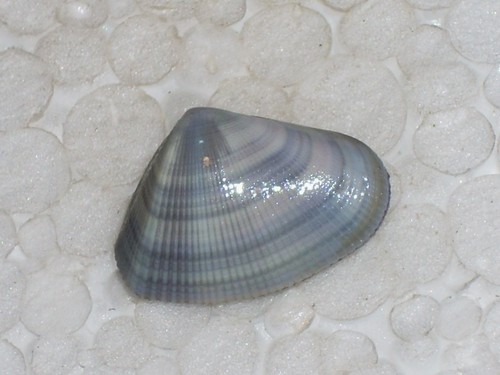Donax hanleyanus special - hanleyanus,