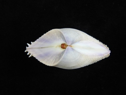 Sea shell donax scortum 5mm - donax,